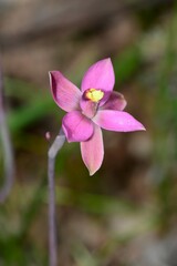 Thelymitra luteocilium