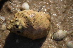 Stramonita haemastoma