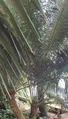 Cycas thouarsii