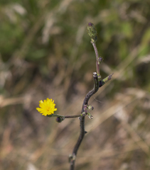 Hieracium longipilum