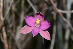 Thelymitra luteocilium