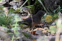 Turdus merula