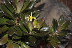 Scaevola barrierei