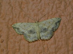 Scopula pulchellata agg