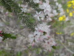 Calytrix alpestris