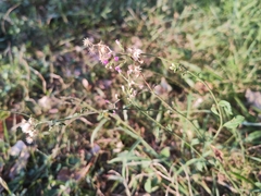 Cyanthillium cinereum