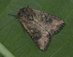 Mythimna languida