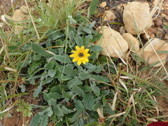 Arctotheca calendula