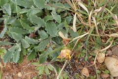 Arctotheca calendula