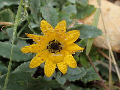 Arctotheca calendula