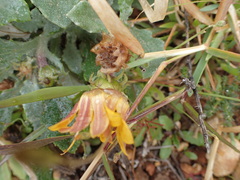 Arctotheca calendula