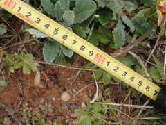 Arctotheca calendula