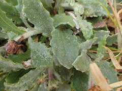 Arctotheca calendula