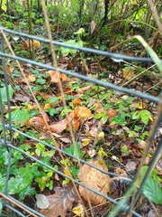 Cortinarius trivialis