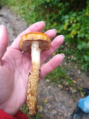 Cortinarius trivialis