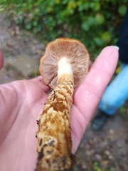 Cortinarius trivialis