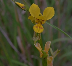 Diuris aurea