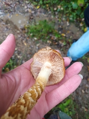 Cortinarius trivialis