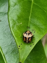 Harmonia testudinaria
