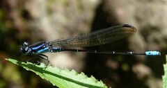 Argia ulmeca