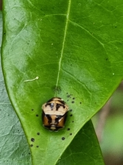 Harmonia testudinaria