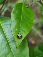 Harmonia testudinaria
