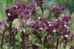 Parentucellia latifolia