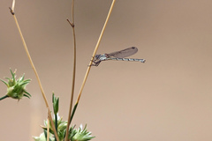 Austrolestes aridus