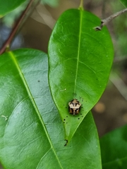Harmonia testudinaria