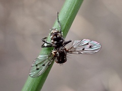 Anthomyia punctipennis