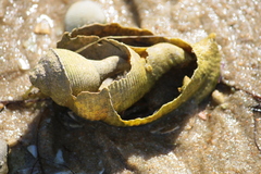 Buccinoidea