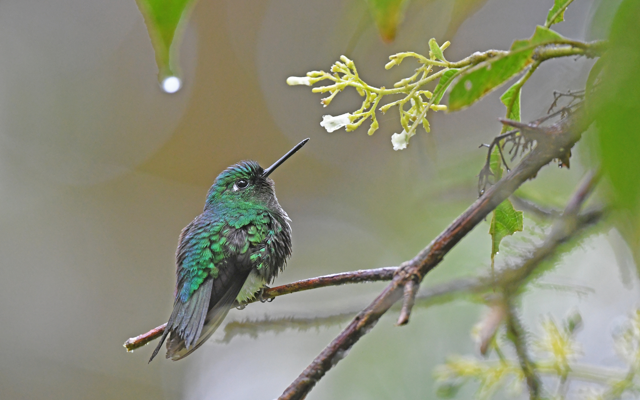 Emerald-bellied Puffleg (Eriocnemis aline), photo 6
