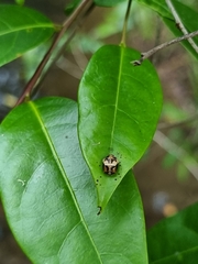 Harmonia testudinaria
