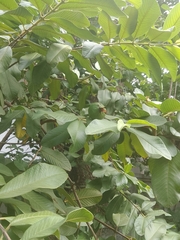 Psidium guajava