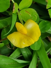Arachis