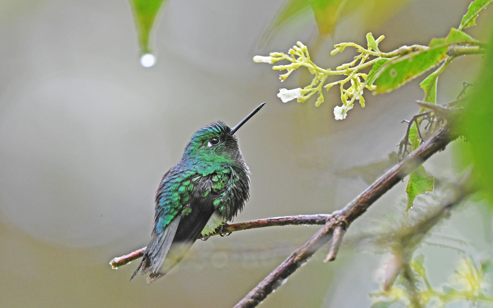 Emerald-bellied Puffleg (Eriocnemis aline), photo 7