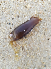 Scyliorhinus canicula