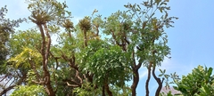 Cussonia