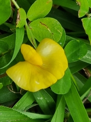 Arachis