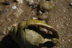 Buccinoidea