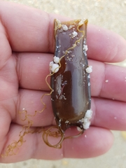 Scyliorhinus canicula