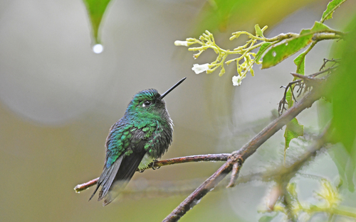 Emerald-bellied Puffleg (Eriocnemis aline), photo 8