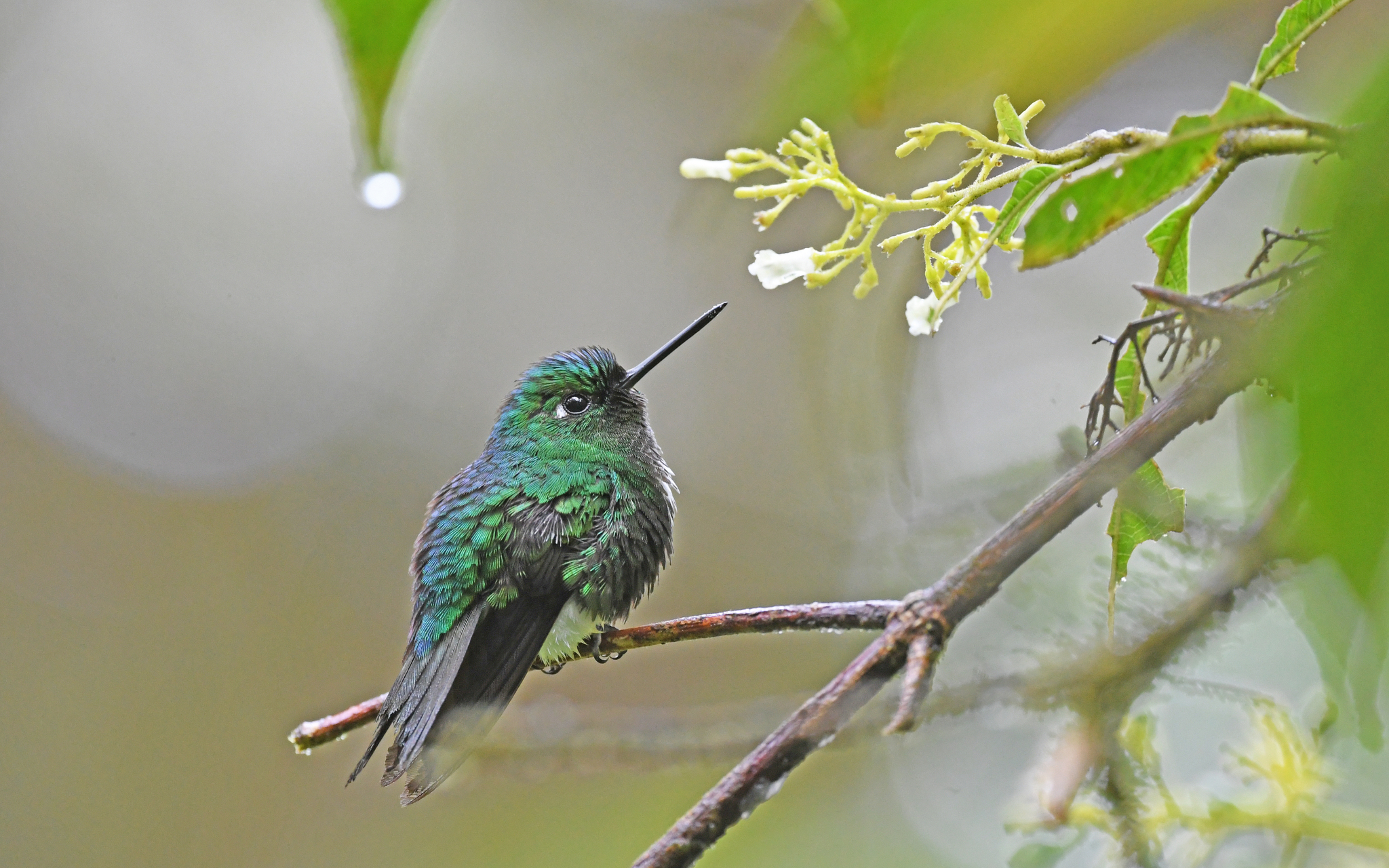 Emerald-bellied Puffleg (Eriocnemis aline), photo 8