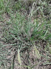 Chloris verticillata