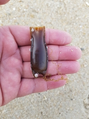 Scyliorhinus canicula