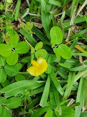 Arachis