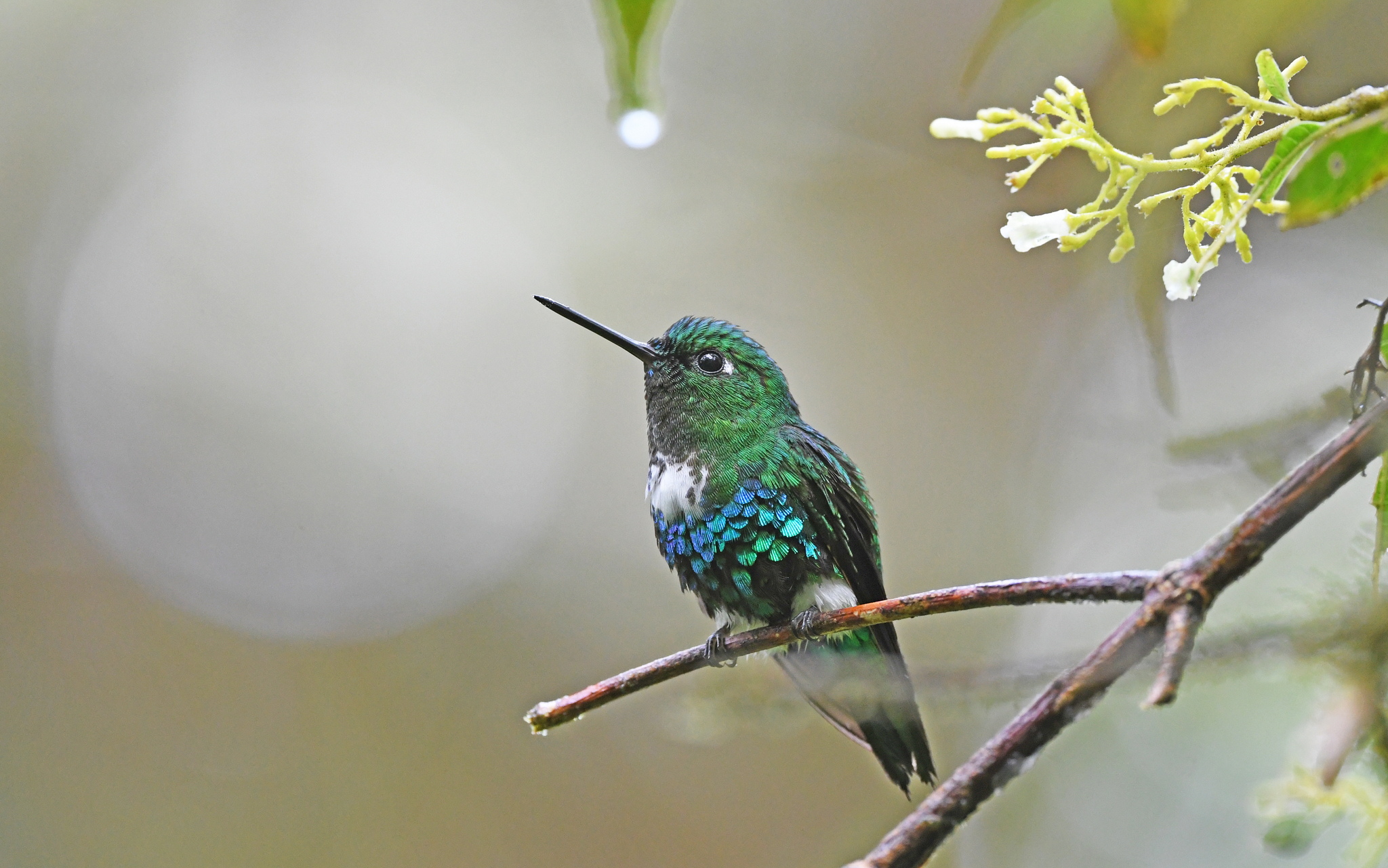 Emerald-bellied Puffleg (Eriocnemis aline), photo 9