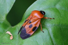 Cosmoscarta miniata