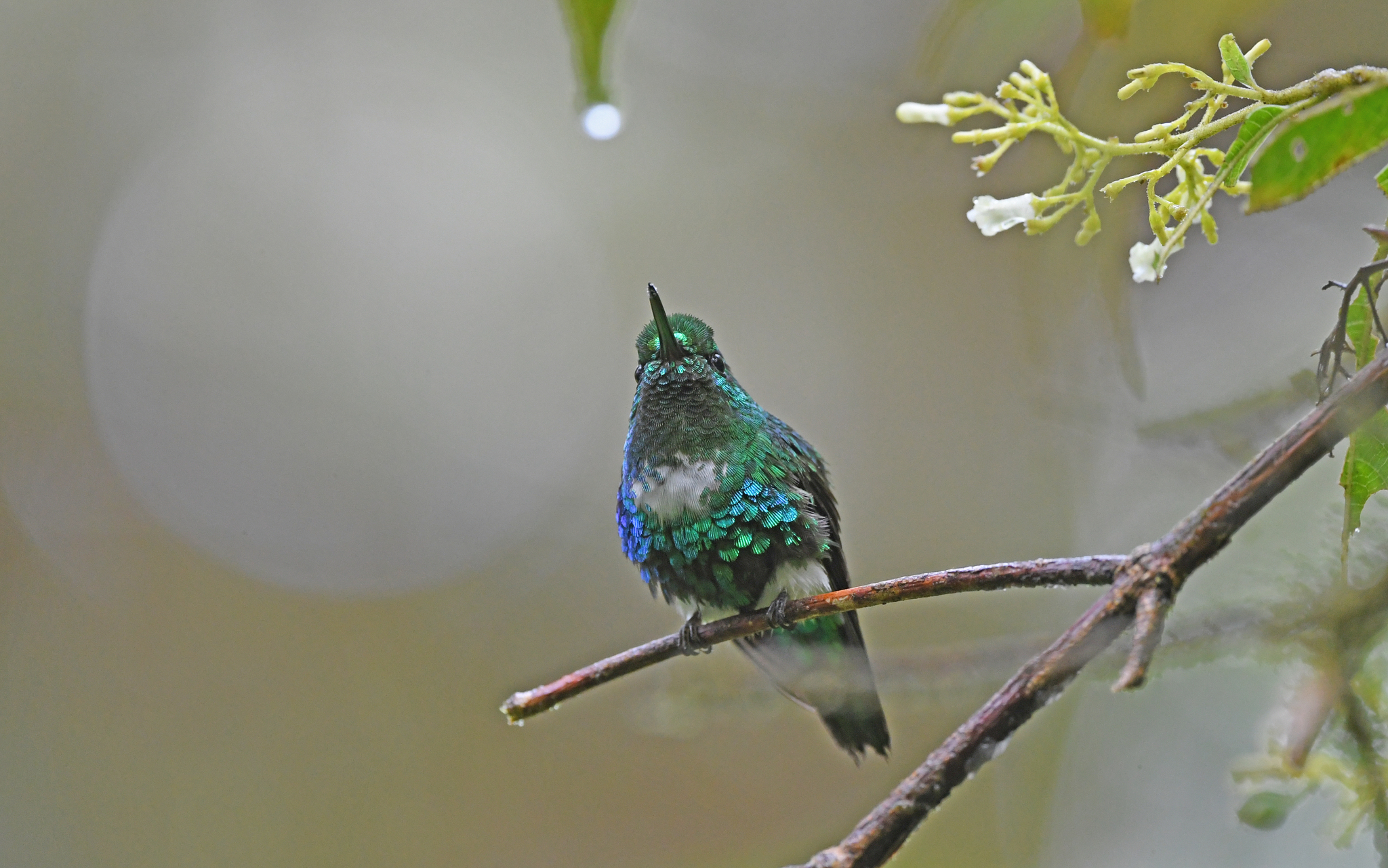 Emerald-bellied Puffleg (Eriocnemis aline), photo 10