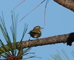 Peucedramus taeniatus